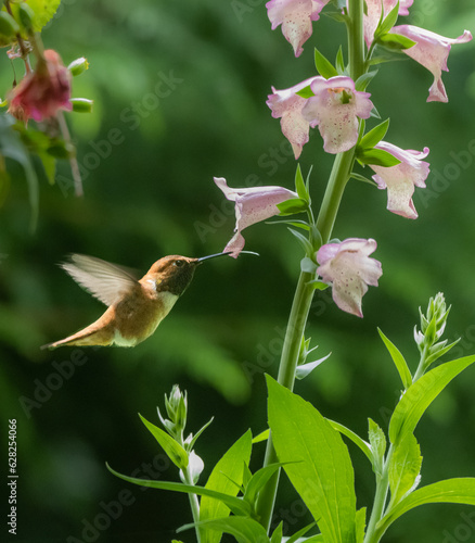 Rufous Hummingbird Tongue Thru Flower Petal 8202