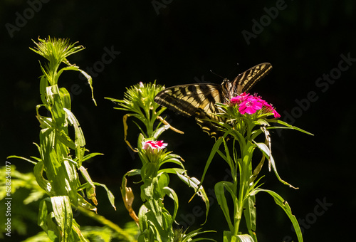 Western Tiger Swallowtail 8569 Butterfly