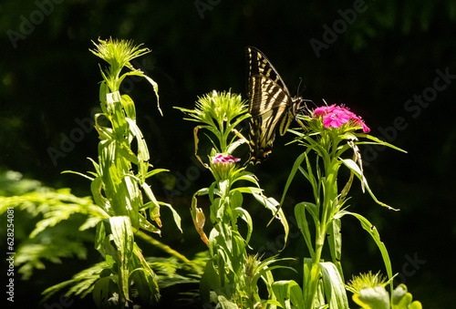 Western Tiger Swallowtail 8592 Butterfly