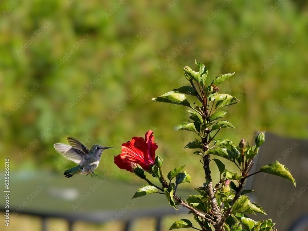 Anna's hummingbird feed from red hibiscus Anna's hummingbird feed from red hibiscus