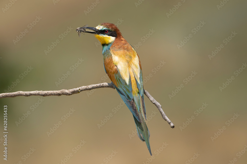 Obraz premium European bee-eater - Merops apiaster perchedwith insect in beak at light green background. Photo from Ognyanovo in Dobruja, Bulgaria.