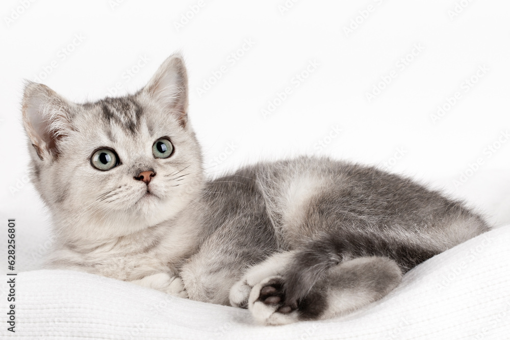 british kitten silver chinchilla with green eyes