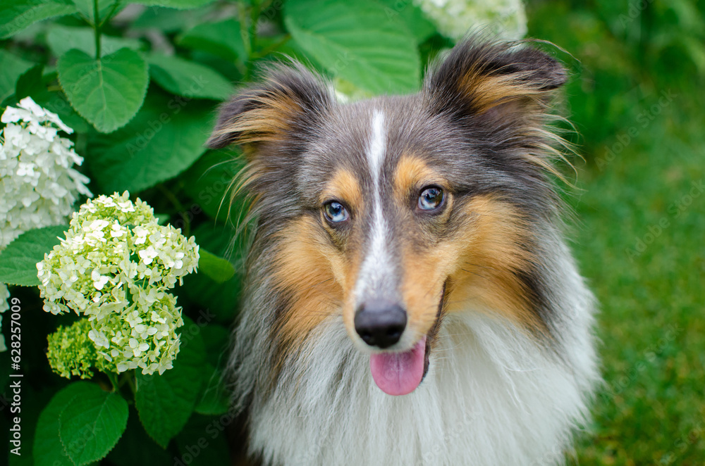 Cute tricolor dog sheltie with blue eyes in the garden with bush with white flowers