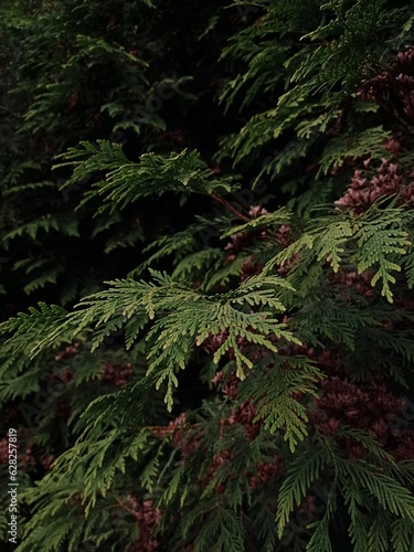 Branches of the thuja tree. Wild tree branches. Evergreen forest