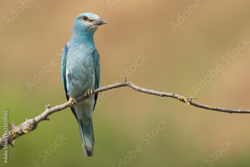 European roller - Coracias garrulus perched, perched at light brown background. Photo from Ognyanovo in Dobruja, Bulgaria. Copy space on right side. © PIOTR