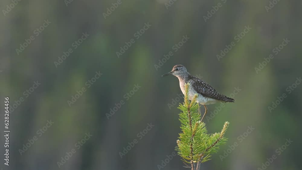 Closeup of a small wader Wood sandpiper perched on a small Pine tree in a bog environment on a summer evening near Kuusamo, Northern Finland Closeup of a small wader Wood sandpiper perched on a small Pine tree in a bog environment on a summer evening near Kuusamo, Northern Finland