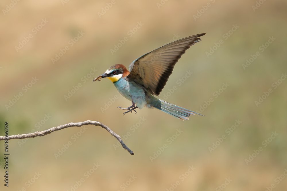 Obraz premium European bee-eater - Merops apiaster landing on perch with spread wings at light background. Photo from Ognyanovo in Dobruja, Bulgaria.