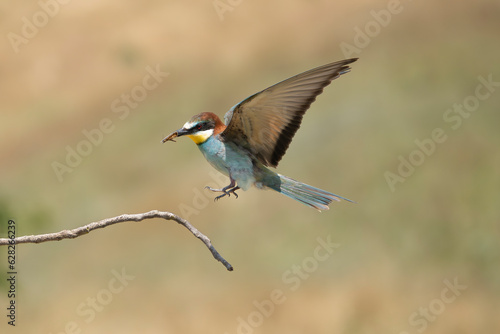 European bee-eater - Merops apiaster landing on perch with spread wings at light background. Photo from Ognyanovo in Dobruja, Bulgaria.