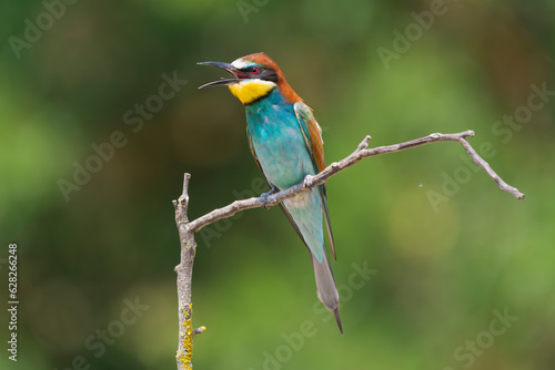 European bee-eater - Merops apiaster perched with open beak at green background. Photo from Kisújszállás in Hungary. 