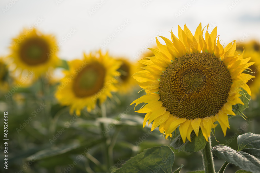 sunflower field with sky background sunflower field with sky background