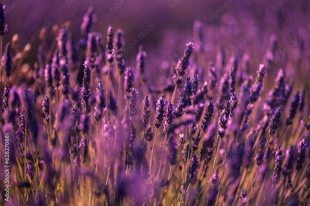 custom made wallpaper toronto digitalSilueta de las flores al atardecer en los campos de lavanda en Brihuega, España donde este cultivo tiñe de morado el paisaje en verano