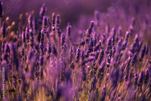 Silueta de las flores al atardecer en los campos de lavanda en Brihuega, España donde este cultivo tiñe de morado el paisaje en verano
