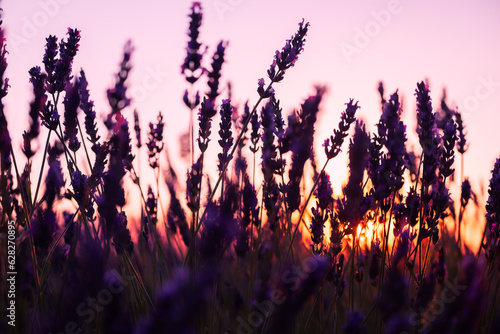 Silueta de las flores al atardecer en los campos de lavanda en Brihuega, España donde este cultivo tiñe de morado el paisaje en verano