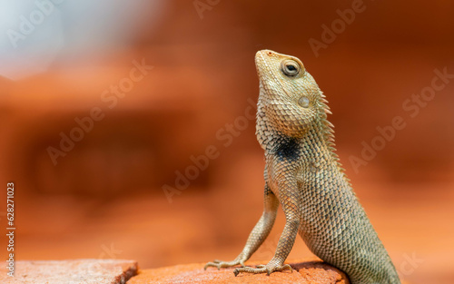 close up of a graden lizard