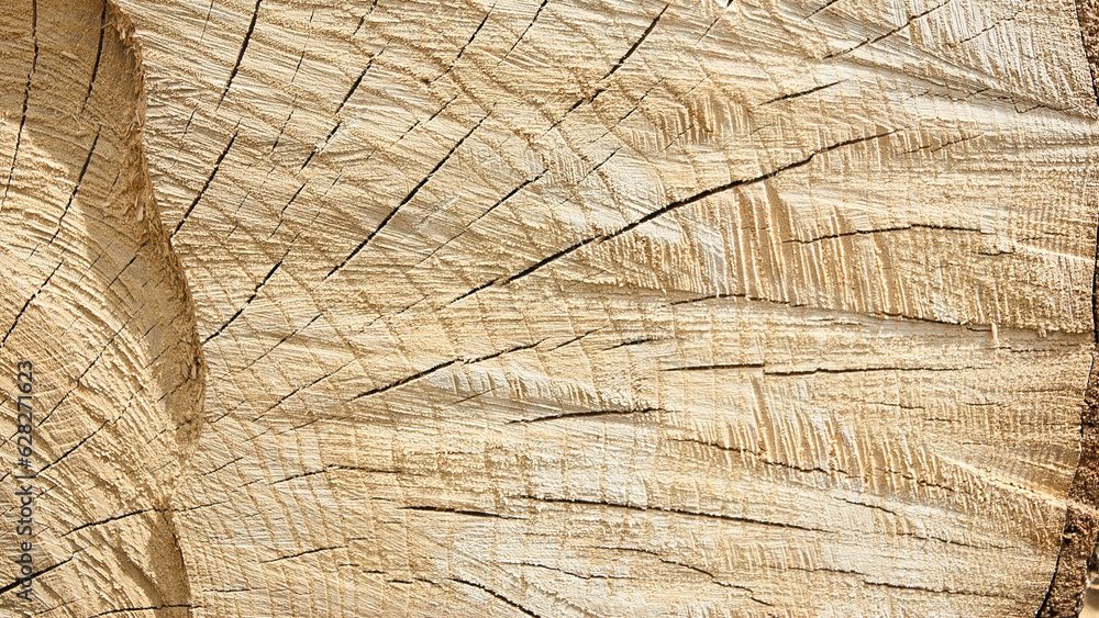 Fototapeta premium the texture of the round timber, in the photo is a cut of a tree close-up