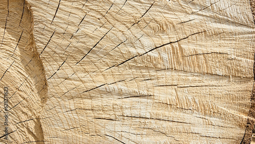 the texture of the round timber, in the photo is a cut of a tree close-up