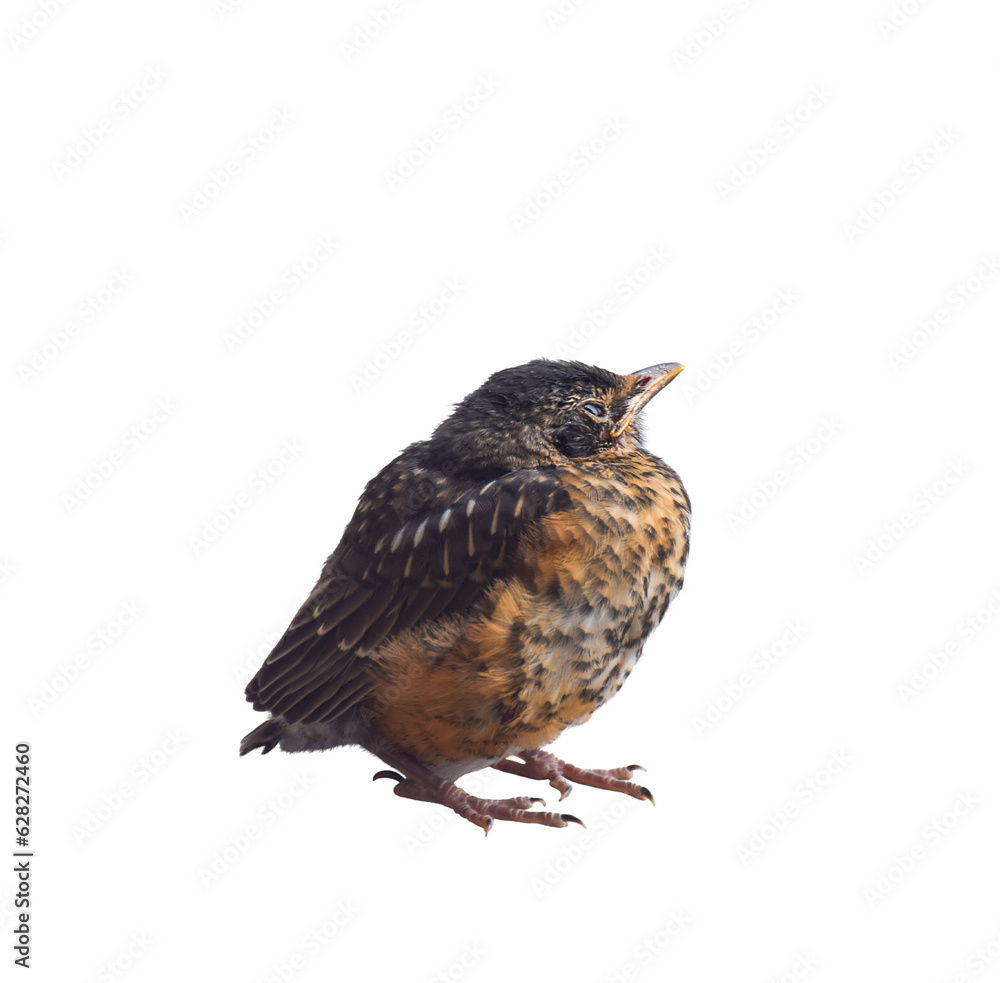 Baby robin bird isolated cutout on transparent Baby robin bird isolated cutout on transparent