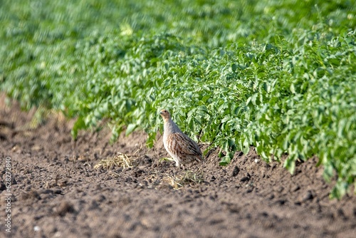 Grey partridge, Perdix perdix, on a field