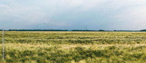 View of a field with grown grain