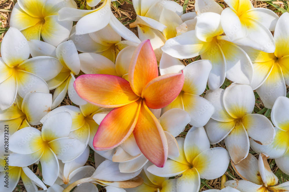 Fototapeta premium Flower highlighted among other flowers , 