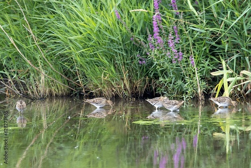 Common snipes, Gallinago gallinago, in shallow water