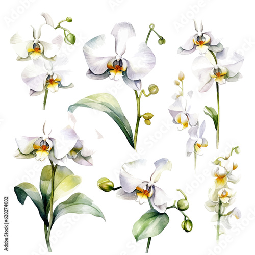 set of white orchid flowers, flower watercolor, leaves watercolor	