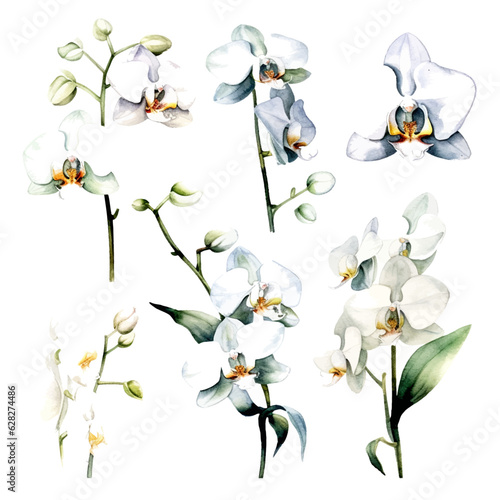 set of white orchid flowers, flower watercolor, leaves watercolor	