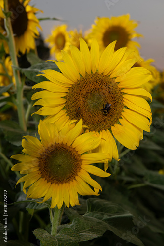 sunflowers in the field