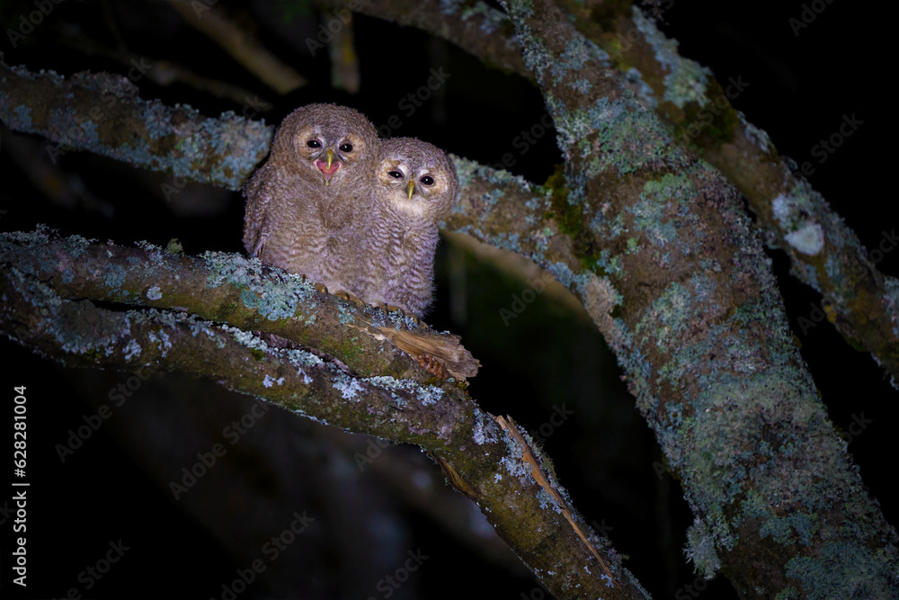 Φωτογραφία The tawny owl - Strix aluco - is commonly found in woodlands across much of Eura