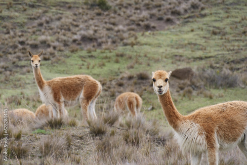 A herd of vicuñas grazing in a grassland, natural habitat.