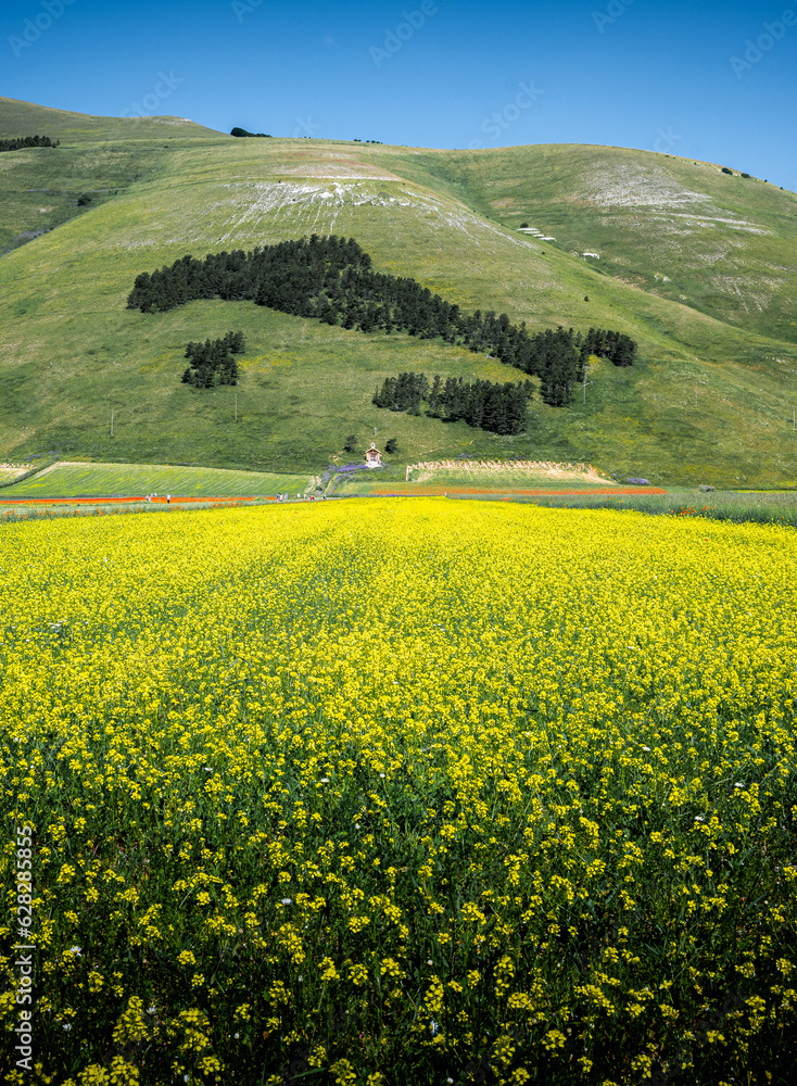 la Fioritura nei campi di lenticchie su pian grande di Castelluccio di Norcia, in una giornata soleggiata
