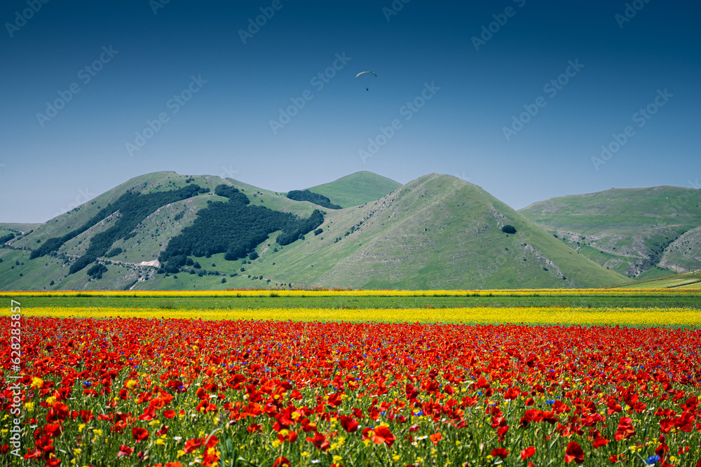 Φωτογραφία la Fioritura nei campi di lenticchie su pian grande di Castelluccio di Norcia, i