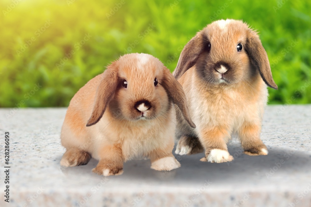 Healthy lovely cute bunny rabbit on nature background. Healthy lovely cute bunny rabbit on nature background.