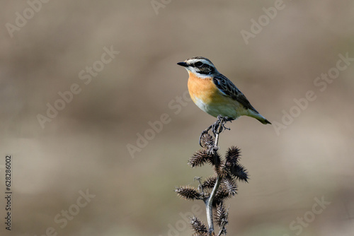 Whinchat Saxicola rubetra. A bird sits on a bush in the wild