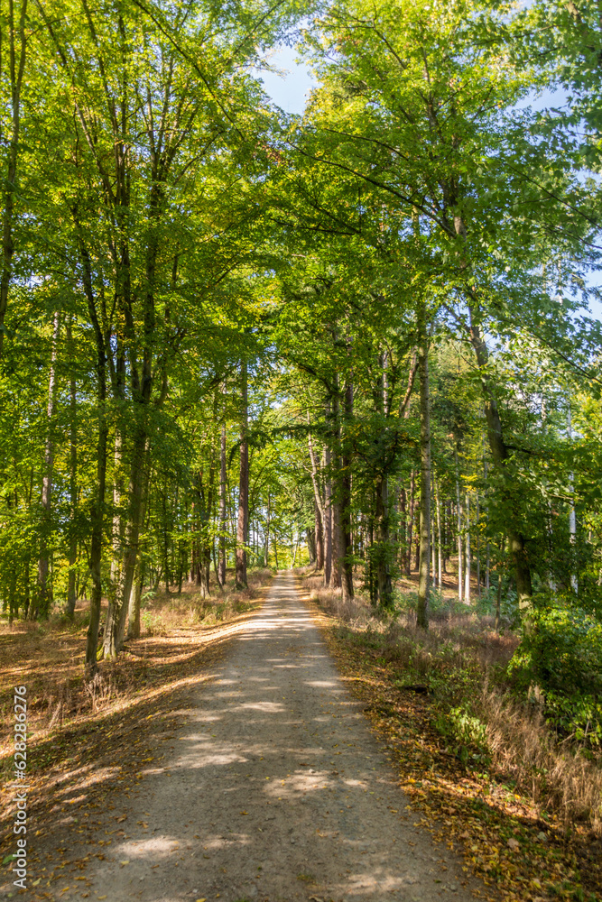 Path in a forest near Cesky Sternberk, Czech Republic Path in a forest near Cesky Sternberk, Czech Republic