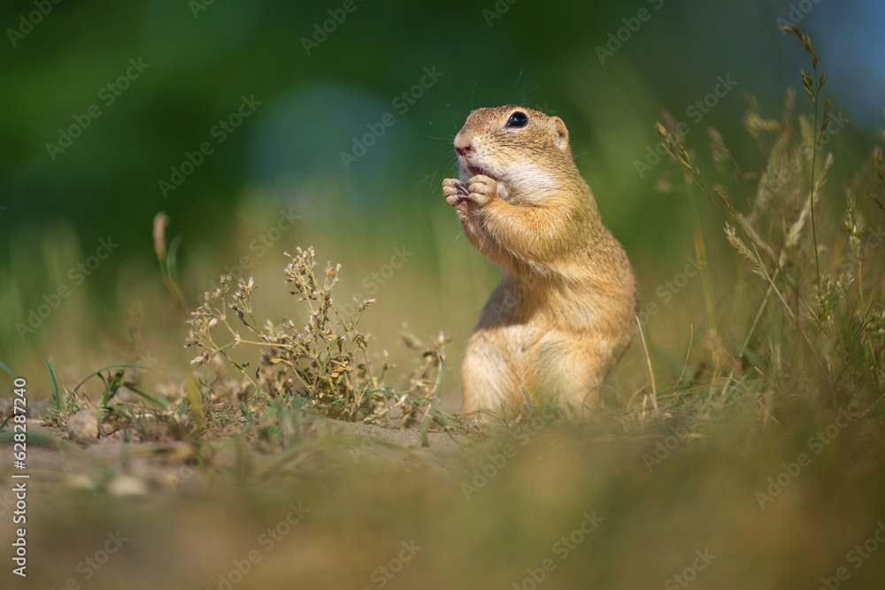 Ταπετσαρία The European ground squirrel - Spermophilus citellus - also known as the Europea