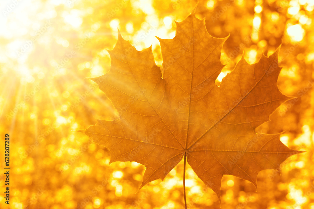 Maple (Acer), autumn yellow, brown Maple leaf in front of sky, Autumn season.  maple leaf in hand of man, autumn park background, empty copy space. Blurred bokeh backdrop.