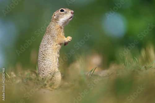 The European ground squirrel - Spermophilus citellus - also known as the European souslik photo