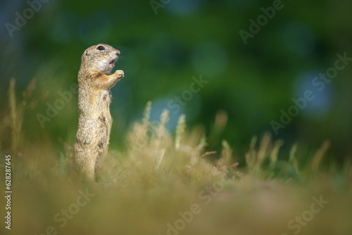 The European ground squirrel - Spermophilus citellus - also known as the European souslik © Josef Cink