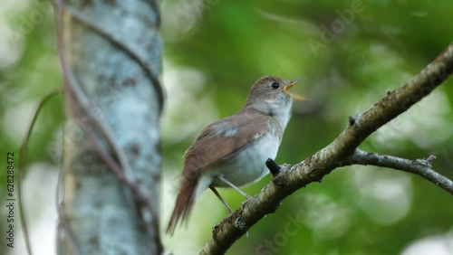 Thrush nightingale singing and scratching itself on a beautiful spring evening in a woodland in Estonia, Northern Europe photo