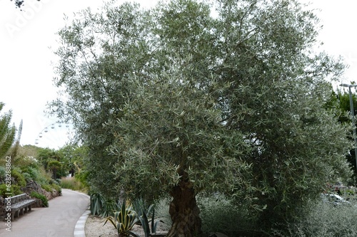 Finely-formed Olive Tree with other exotic vegetation by the sea at Torquay, Devon photo