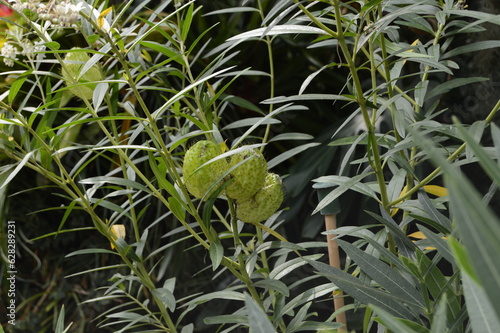 The giant seed pods of the Furry Ball Plant, Gomphocarpus physocarpus photo