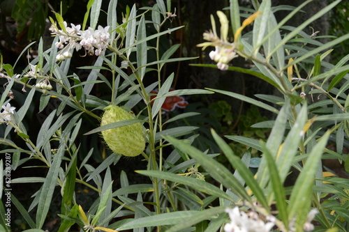 The giant seed pods of the Furry Ball Plant, Gomphocarpus physocarpus photo