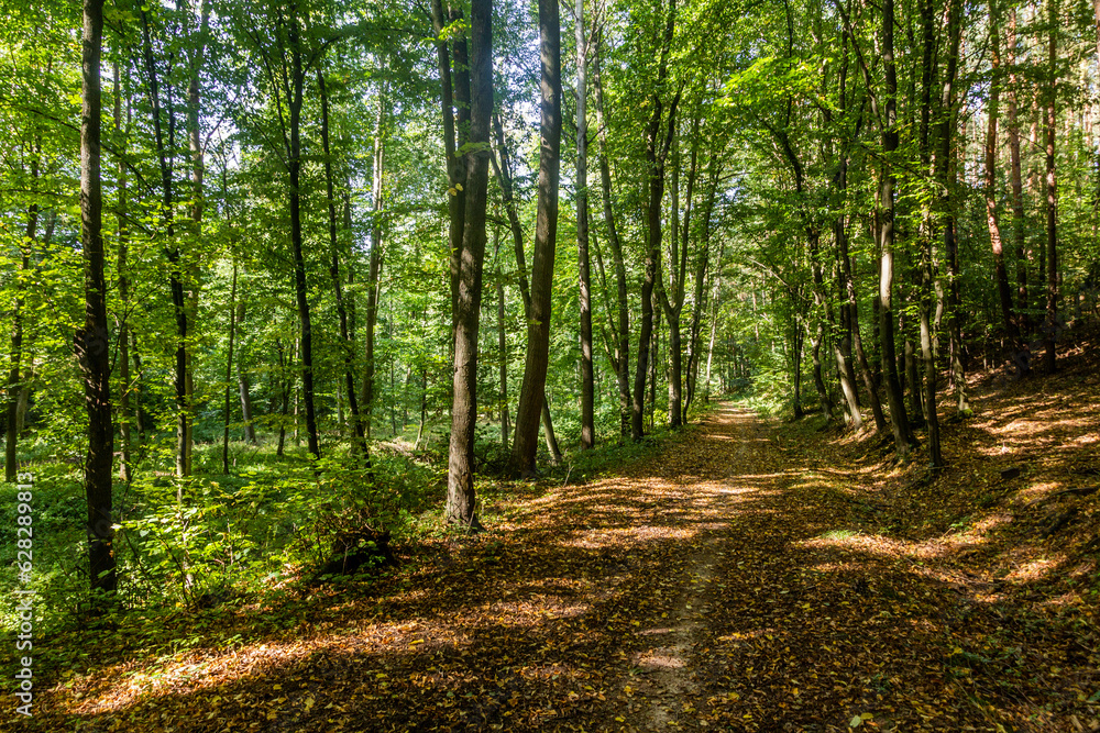 Naklejka premium Forest hiking trail near Kostelec nad Cernymi lesy town, Czech Republic