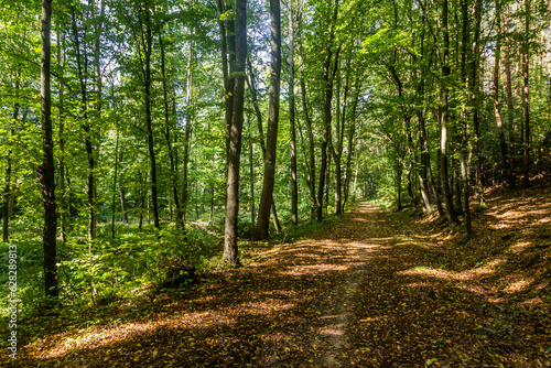 Fototapeta Naklejka Na Ścianę i Meble -  Forest hiking trail near Kostelec nad Cernymi lesy town, Czech Republic