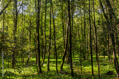 Forest near Cesky Brod town, Czech Republic