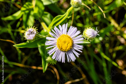 Stages of Bloom photo