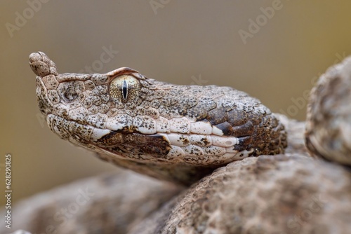 Billede på lærred Nose-horned viper, horned viper female in natural habitat (Vipera ammodytes)