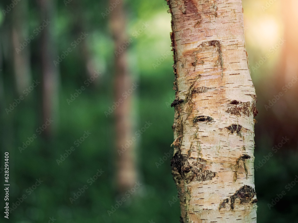 Trunk of birch tree in focus. Forest out of focus in the background. Light and airy look. Nature theme background. Relaxing scene in a forest. Trunk of birch tree in focus. Forest out of focus in the background. Light and airy look. Nature theme background. Relaxing scene in a forest.