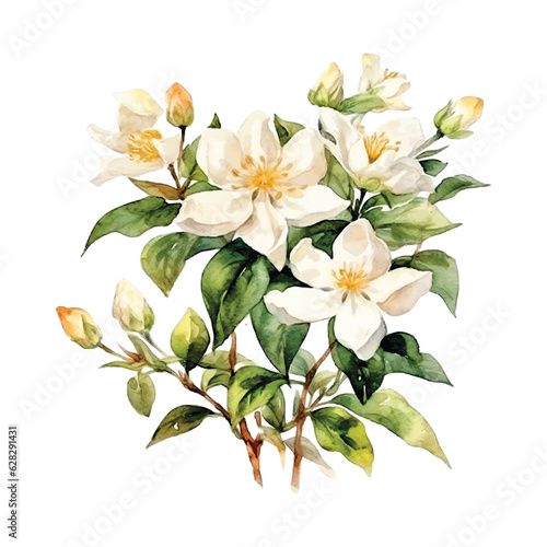  Jasmine flowers watercolor paint  © Florin